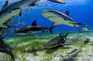 Perfect conditions and lots of sharks helped make a great... by Steven Anderson 